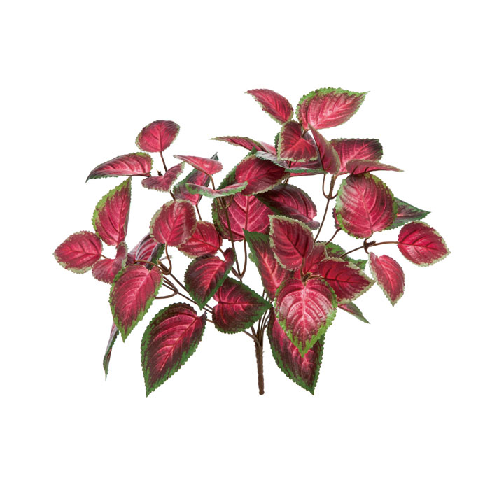 コリウスブッシュ