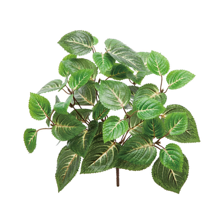 コリウスブッシュ