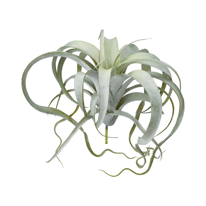 カーリーチランジア