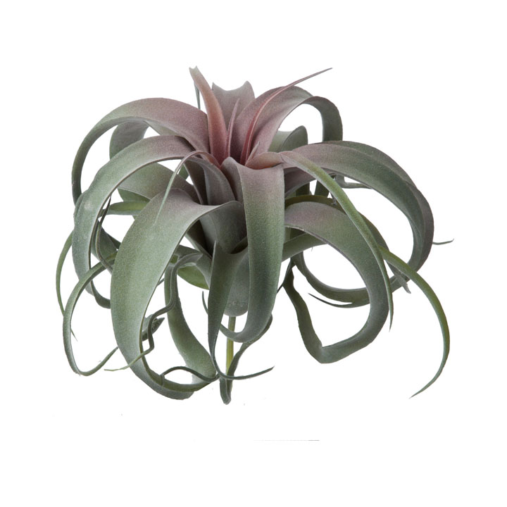 カーリーチランジア