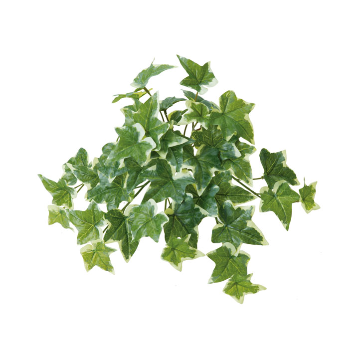 セージアイビーブッシュ