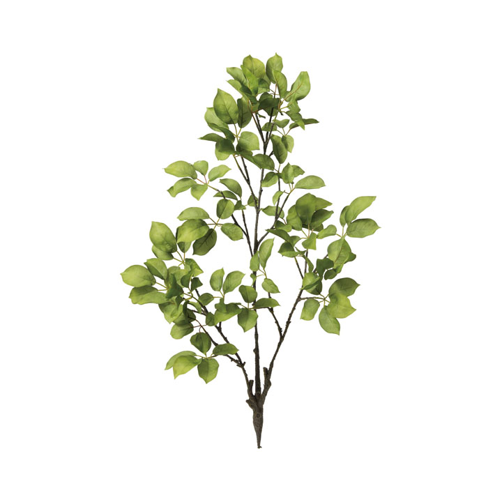 ムベツリーブランチ