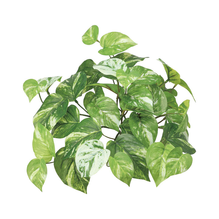 マーブルポトスブッシュ