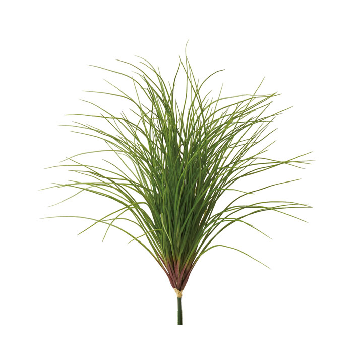 カーリーグラスブッシュ