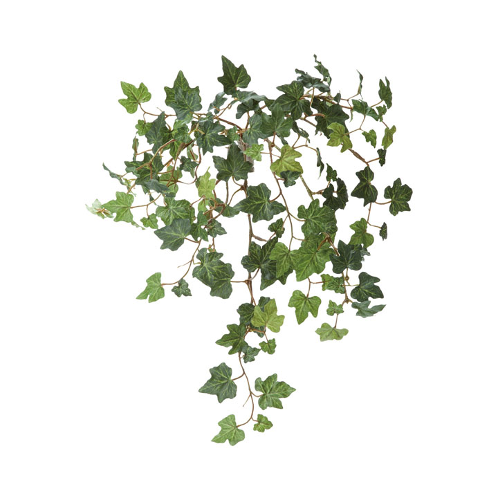 アイビーハンギングブッシュ