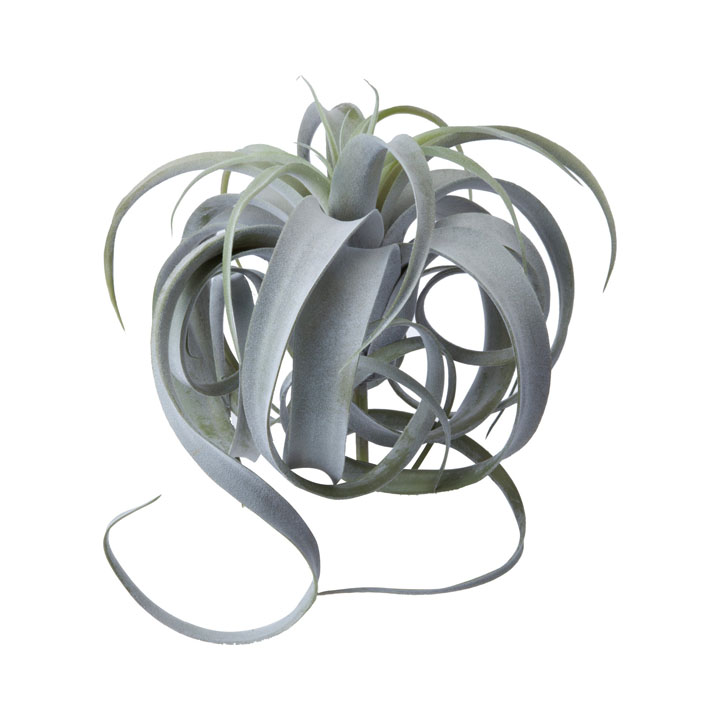 ボタニカルチランジア