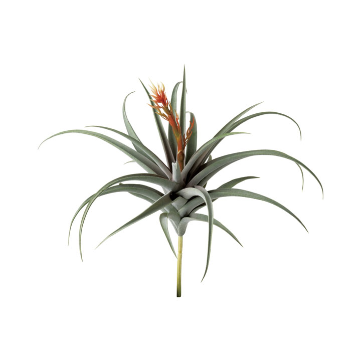 ブルームドチランジア