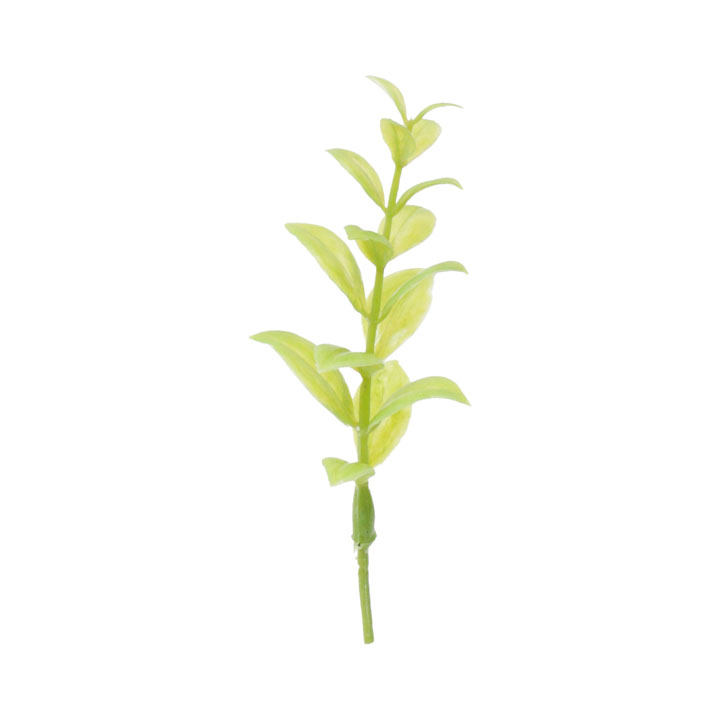 ルスカスピック20Pセット