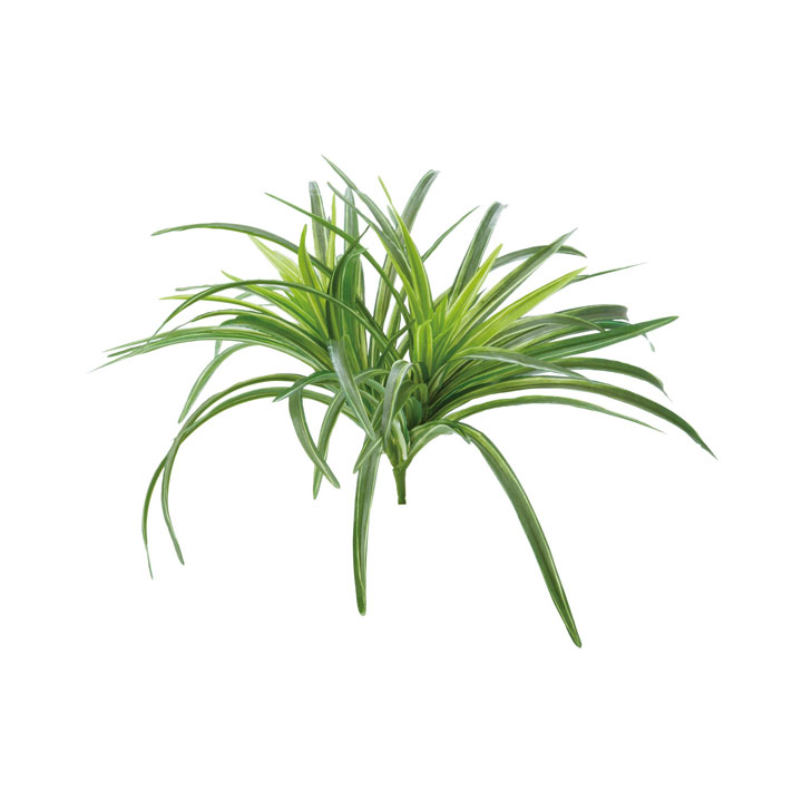 ヤブランブッシュ