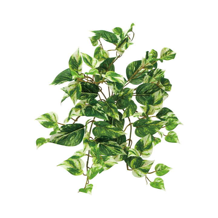 ポトスブッシュM