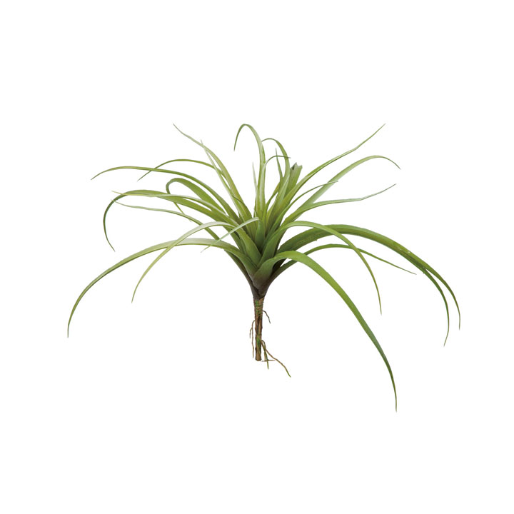 チランジアブッシュ