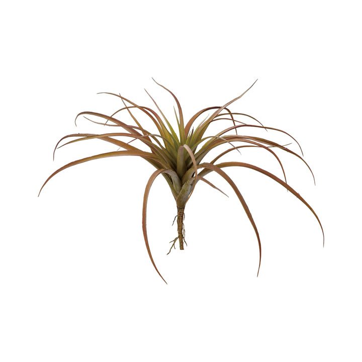 チランジアブッシュ