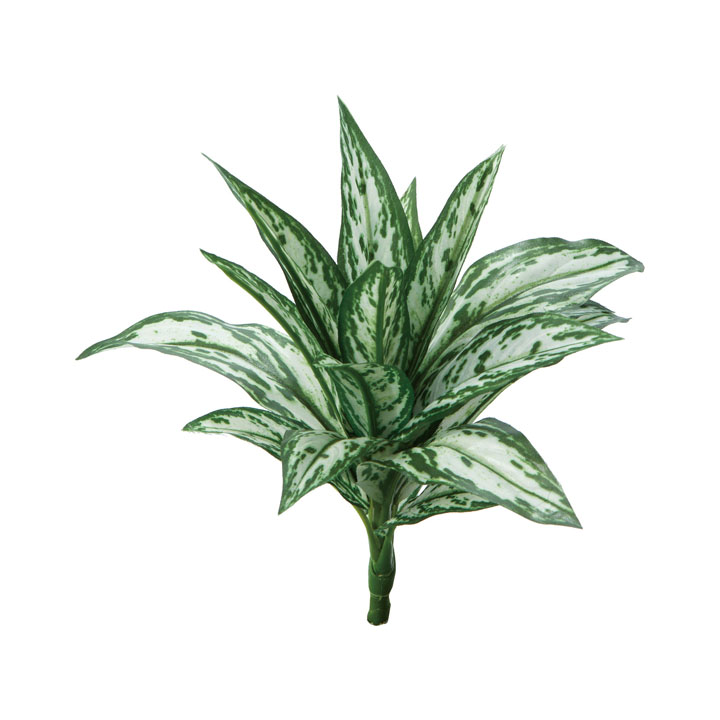 ミニシルバーキングブッシュ