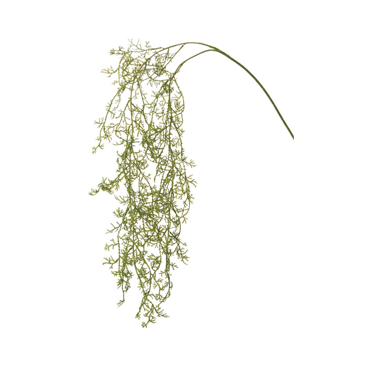 チャンピオニバイン