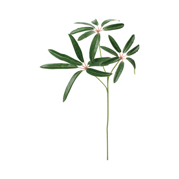 リサイクルシェフレラアンガススプレーS