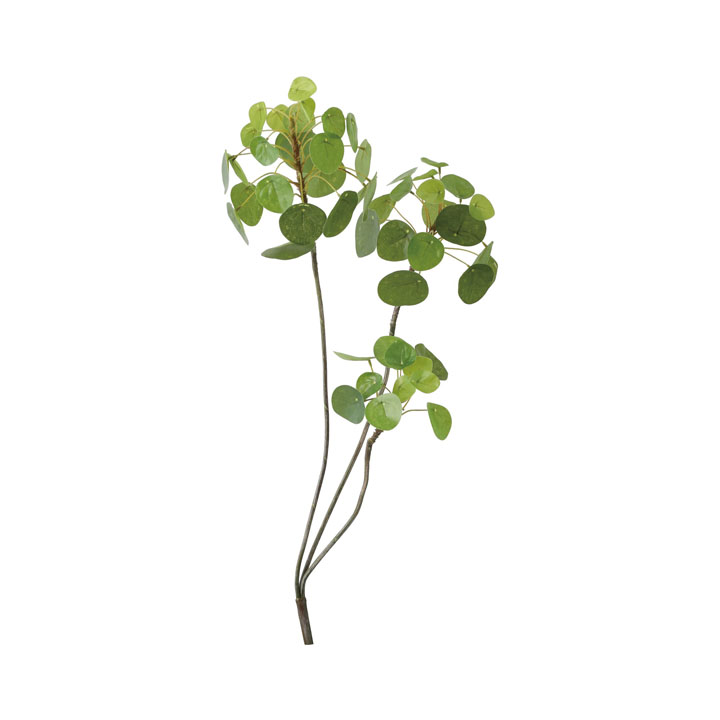 ピレアペペロミオイデスブランチ