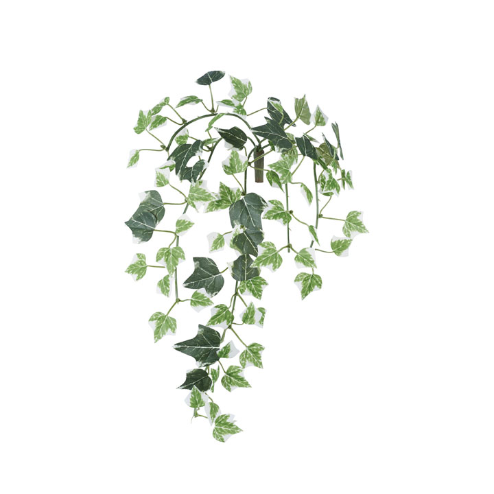 ホーランドアイビーバインS