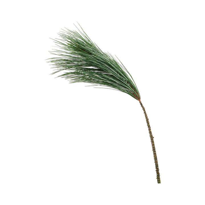 エンレイ大王松