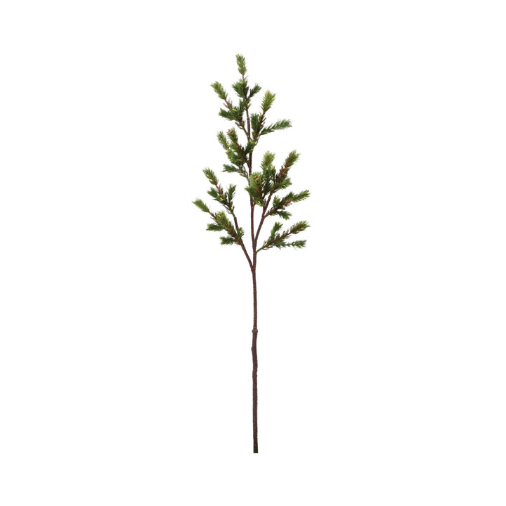 ミヤジ五葉松枝