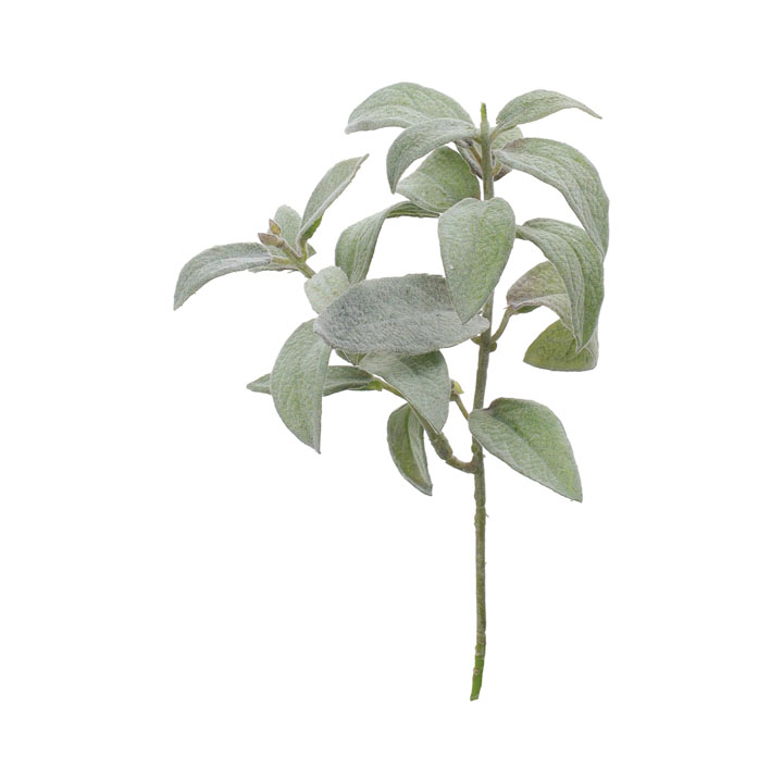 セージショート