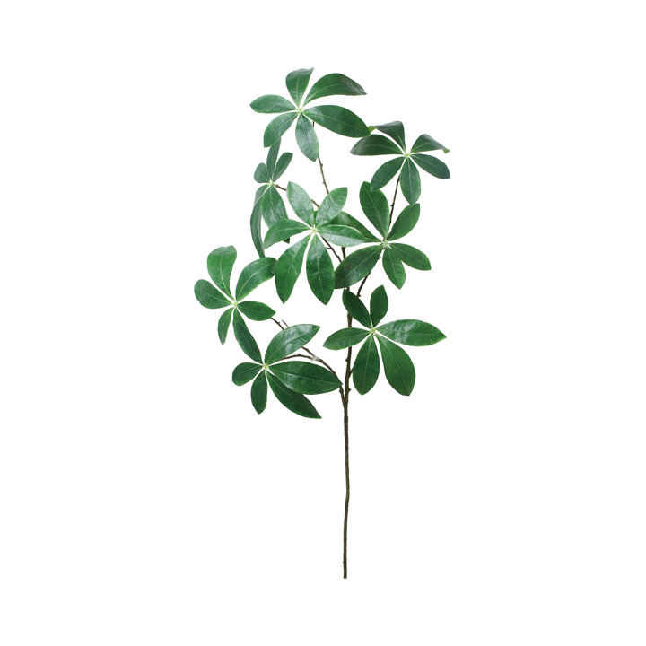 パキラブランチ