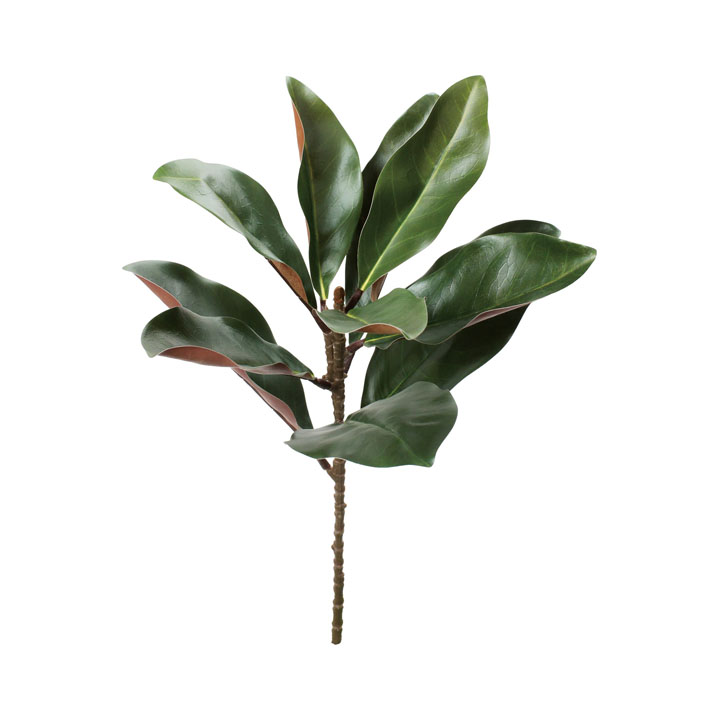 マグノリアリーフ