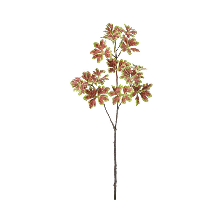 コリウススプレー