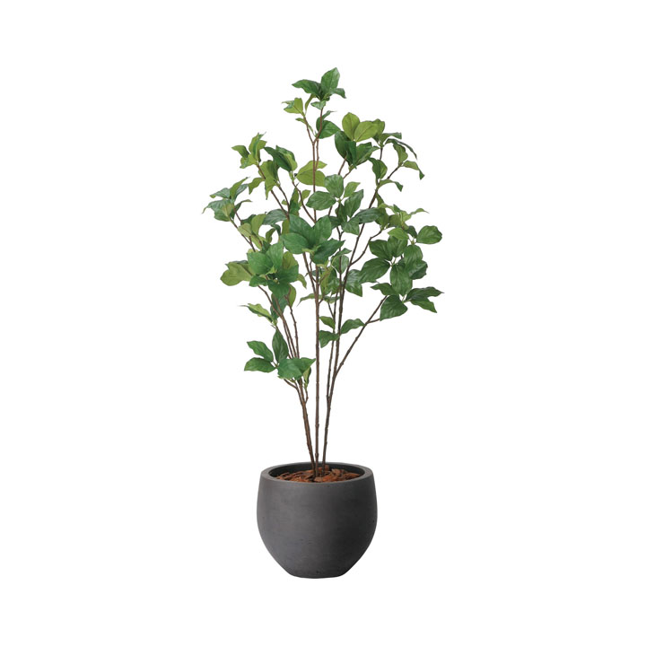 ナチュラルサラサドウダン90