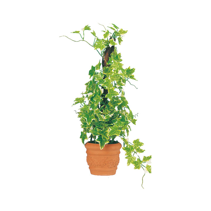 ホーランドアイビーポット