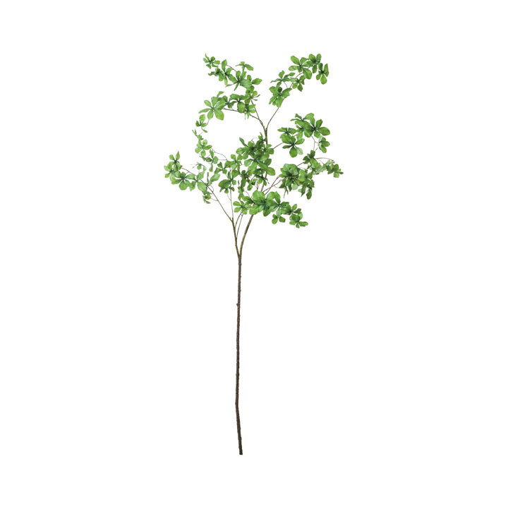 ドウダンブランチ