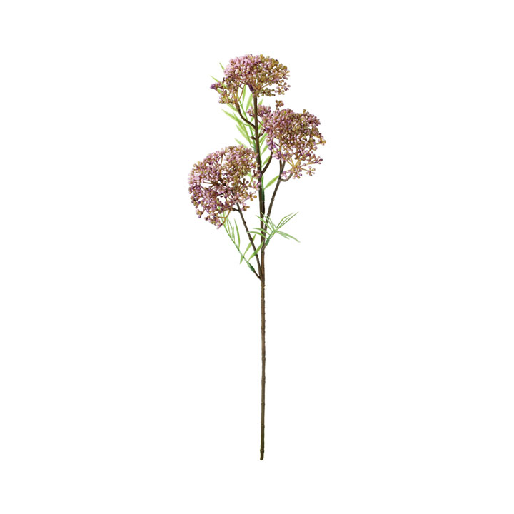 セダムモコランドスプレー