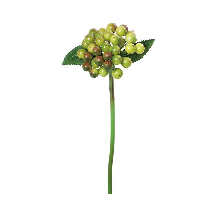 コンバクターベリー