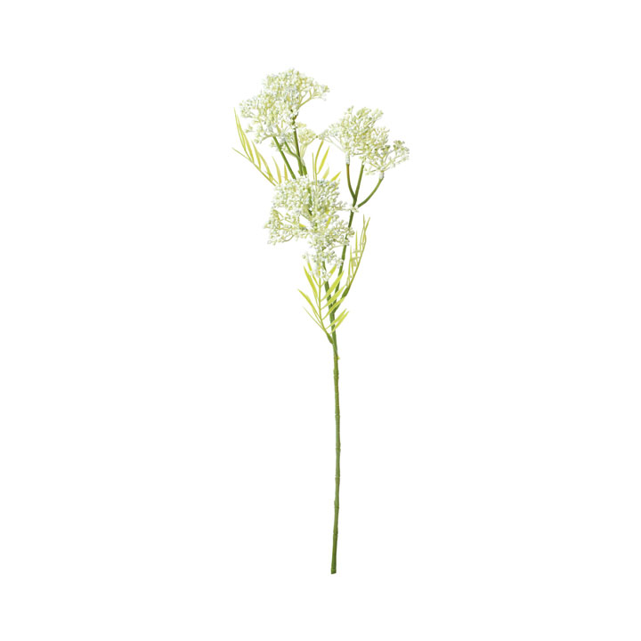 セダムモコランドスプレー