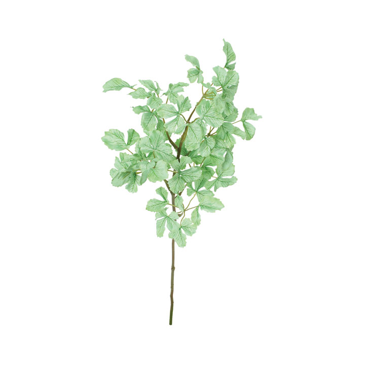 セロリリーフショート