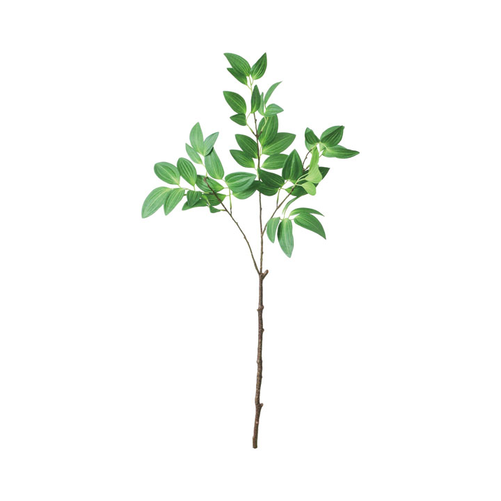 アマドコロブランチ