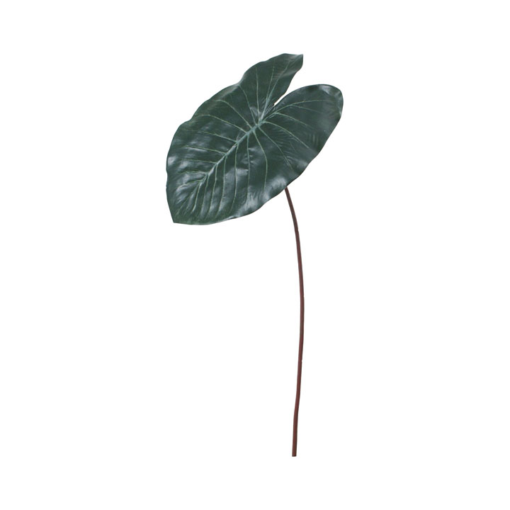 コロカシアブラックマジックリーフ