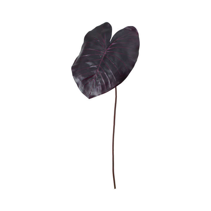 コロカシアブラックマジックリーフ