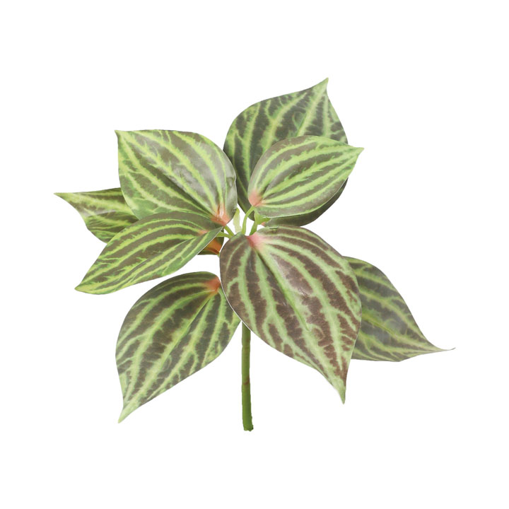 ピレアシルバーツリー