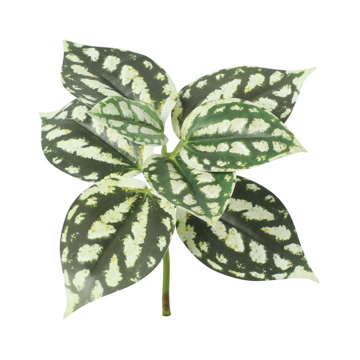 ピレアグラウカ