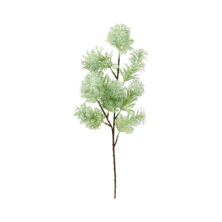 パロットフェザーショート