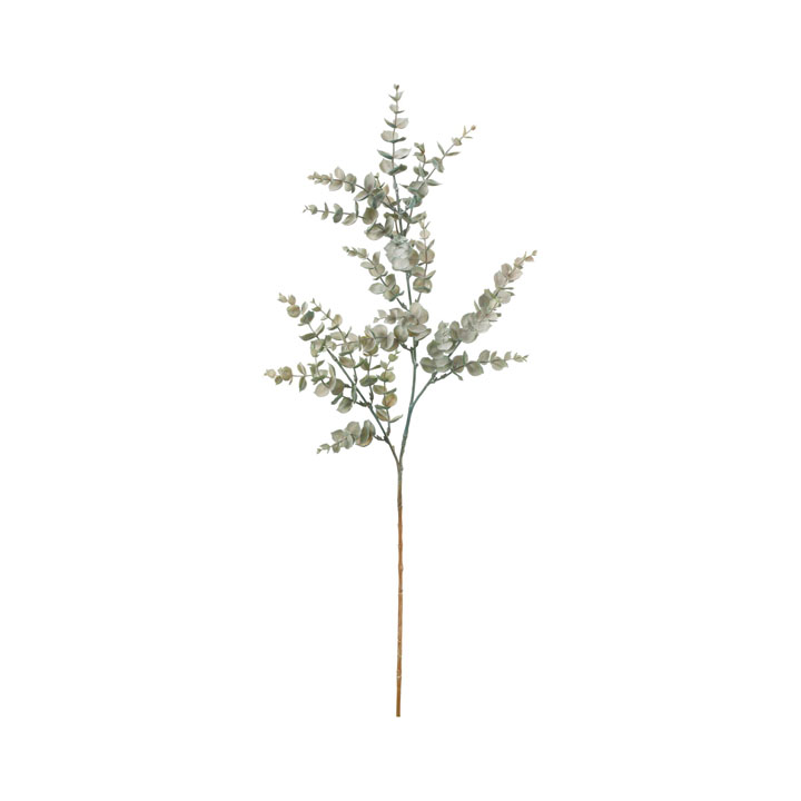 ユーカリクルセアナ