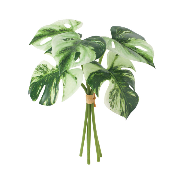 モンステラバリエガータバンドル