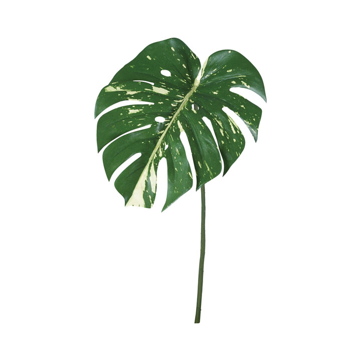 モンステラバリエガータリーフM