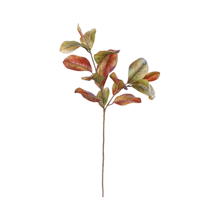 カラードマグノリア