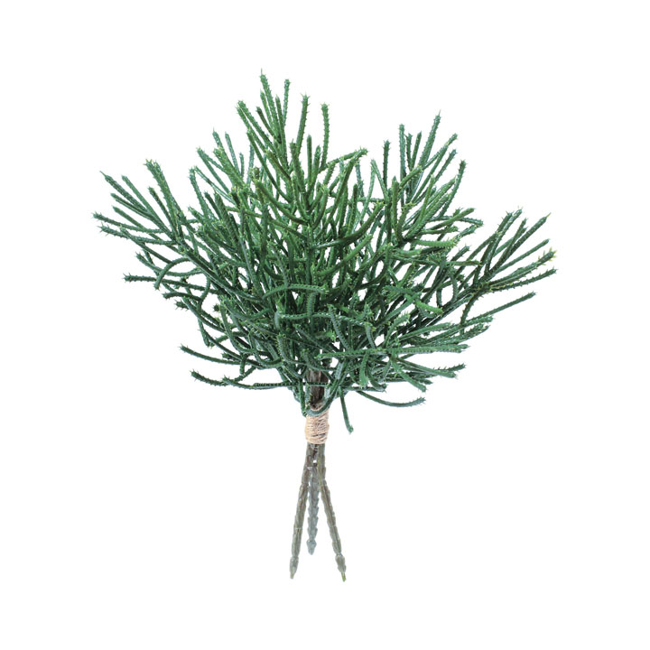 マウンテンパインバンドル