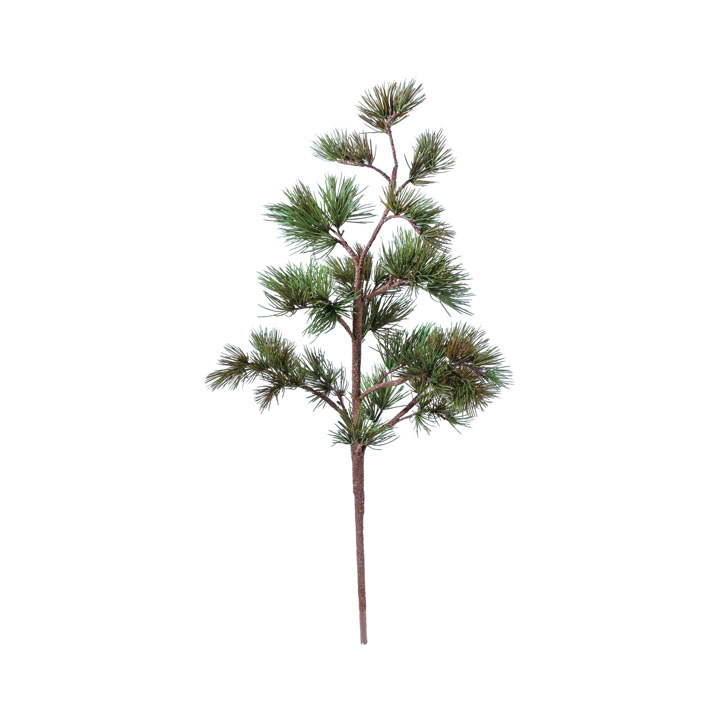 ダイゴヨウマツ