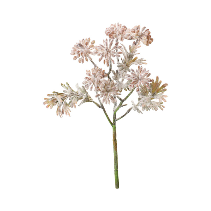 フロックヤツデベリースプレーショート