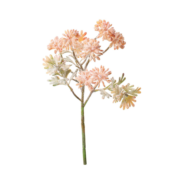 フロックヤツデベリースプレーショート