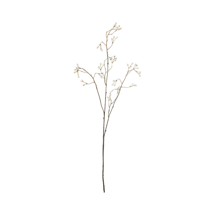 ドライノバラノミ