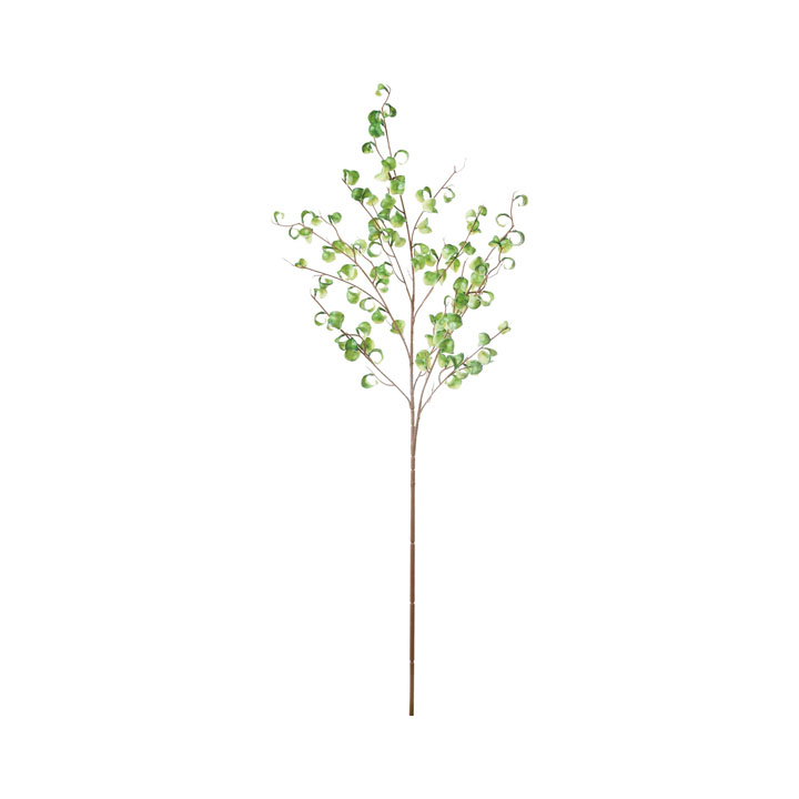 フィカスシタシオンブランチL